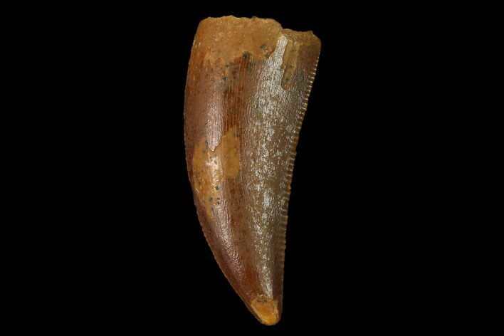 Serrated, Raptor Tooth - Real Dinosaur Tooth #171462